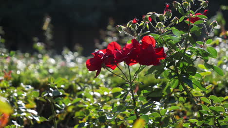 Rosengarten-Schloss-Bamburg