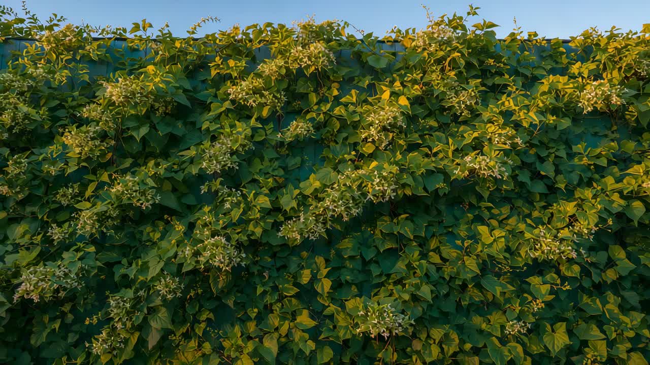 日差しとそよ風が移ろい、庭の壁に絡まるつる植物、緑の葉と花々が揺れている。
