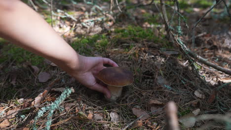 picking mushrooms in the forest