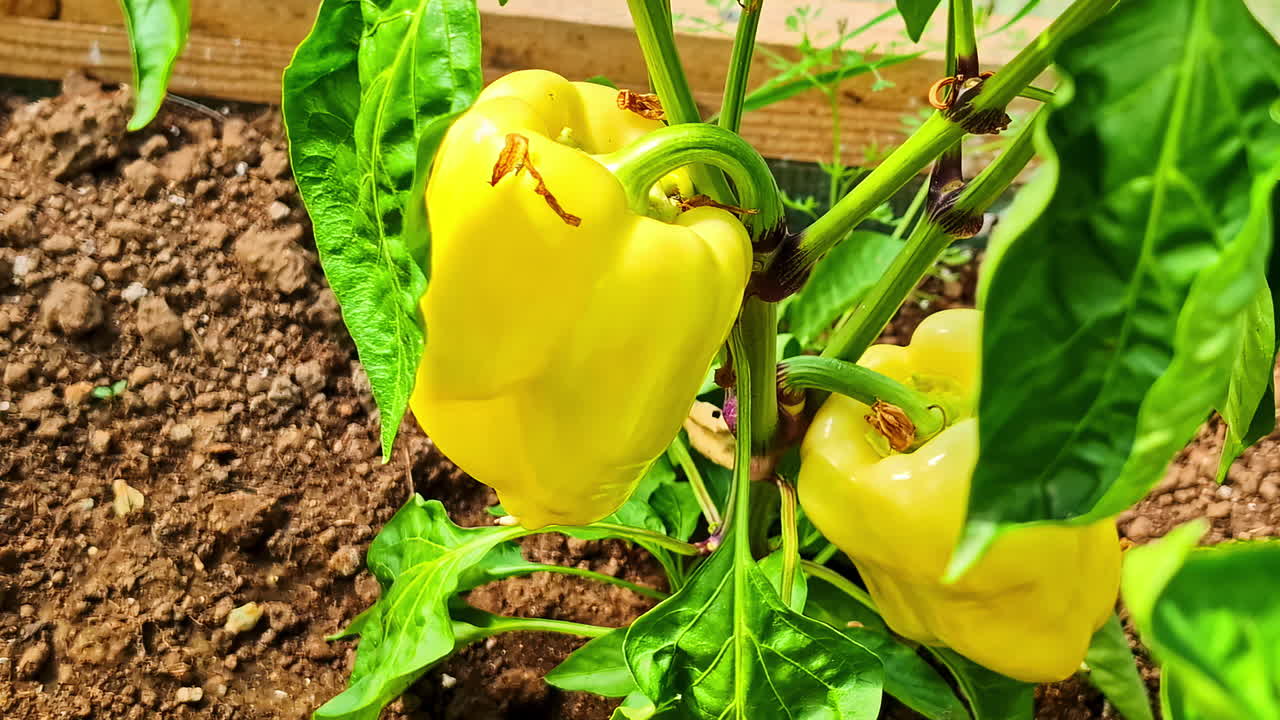 A vibrant, close-up shot shows a fresh yellow bell pepper (paprika) ripening on the vine in the rich soil of a home garden or greenhouse