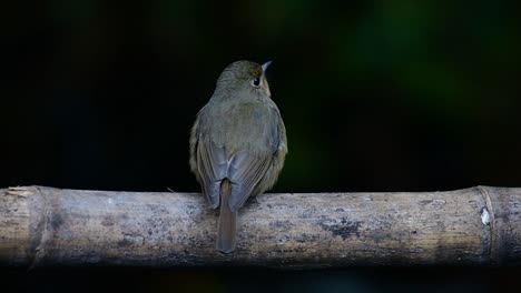 papamoscas azul de la colina posado en un bambú, cyornis whitei