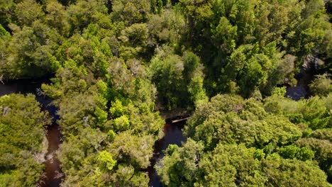 órbita aérea de un río rojizo sobre un bosque inhóspito en el parque tepuhueico, chiloe