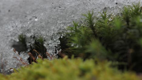 Musgo-Cubierto-De-Nieve-Y-Hielo