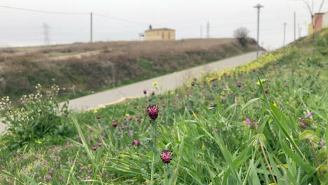 las flores de primavera las flores de primavera