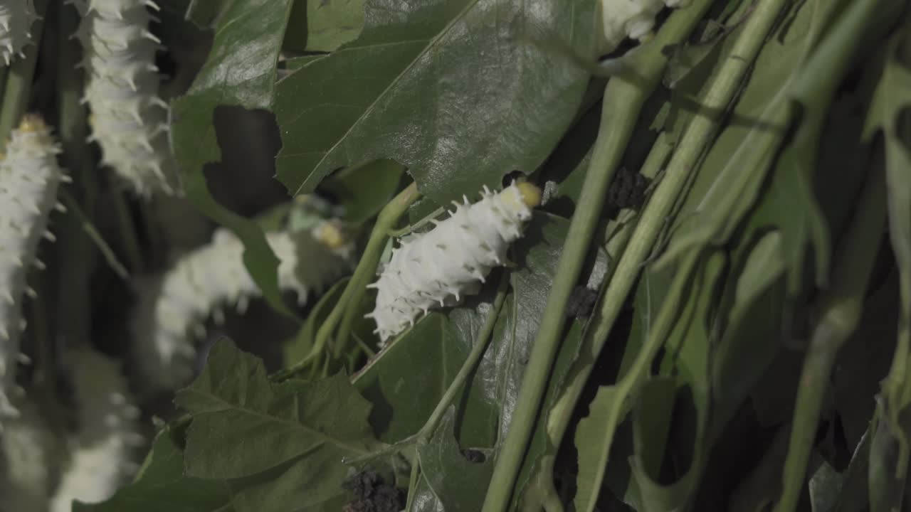 gusano de seda en la seda de trituración, capullo blanco natural o pupa de gusano de seta, fuente de hilo de seda y tela de seda