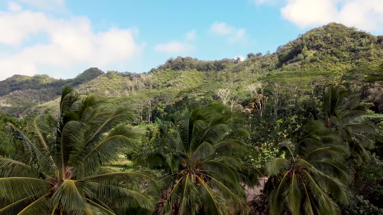imágenes aéreas cinematográficas del gigante dormido, kapaa hill - kauai, hawaii, toma que muestra el hermoso bosque tropical con palmeras y montañas