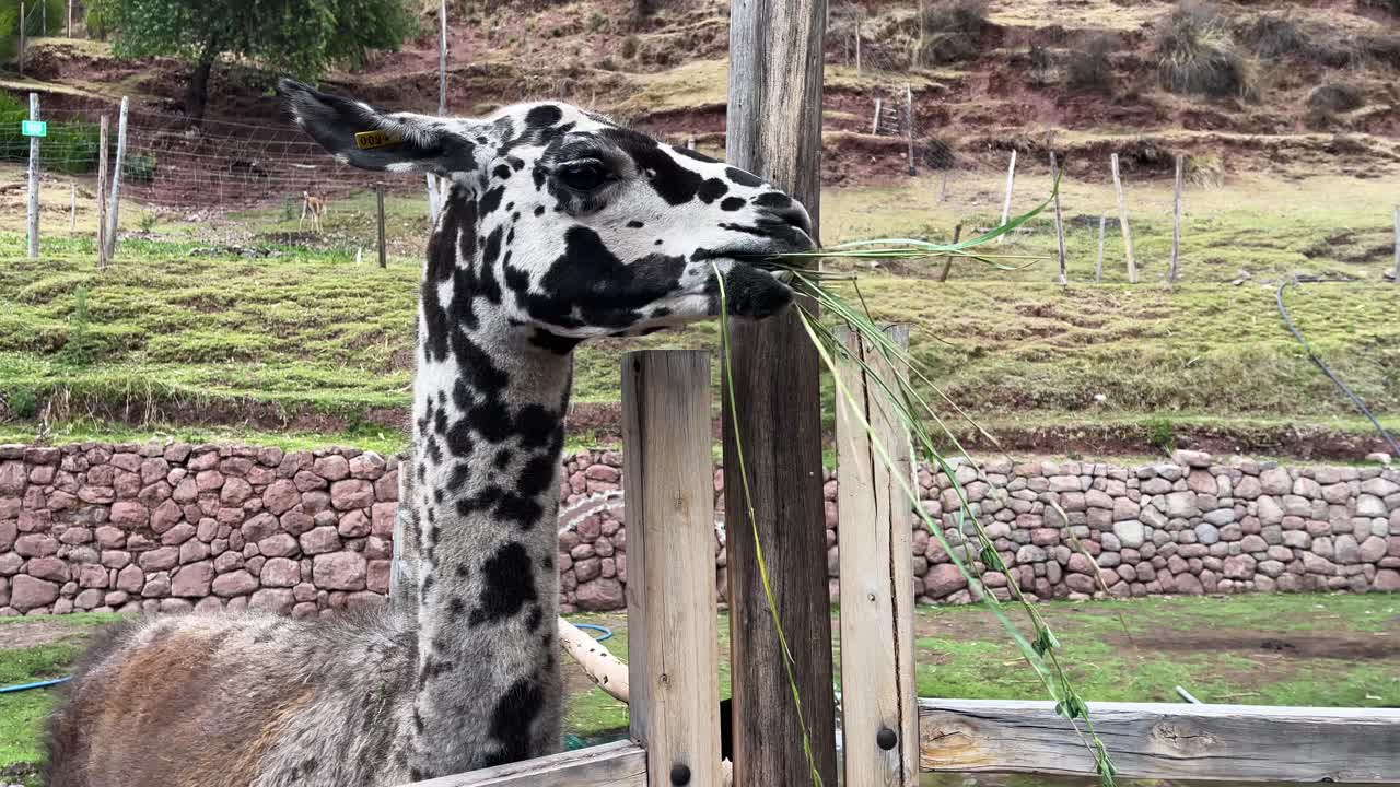 una mujer joven alimenta un puñado de hierba a una llama alta en perú