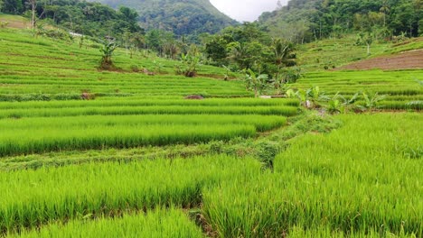 scenic aerial view of rice terraces by selogriyo , java, indonesia