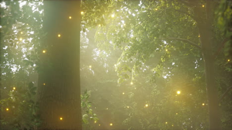 a forest filled with lots of green trees