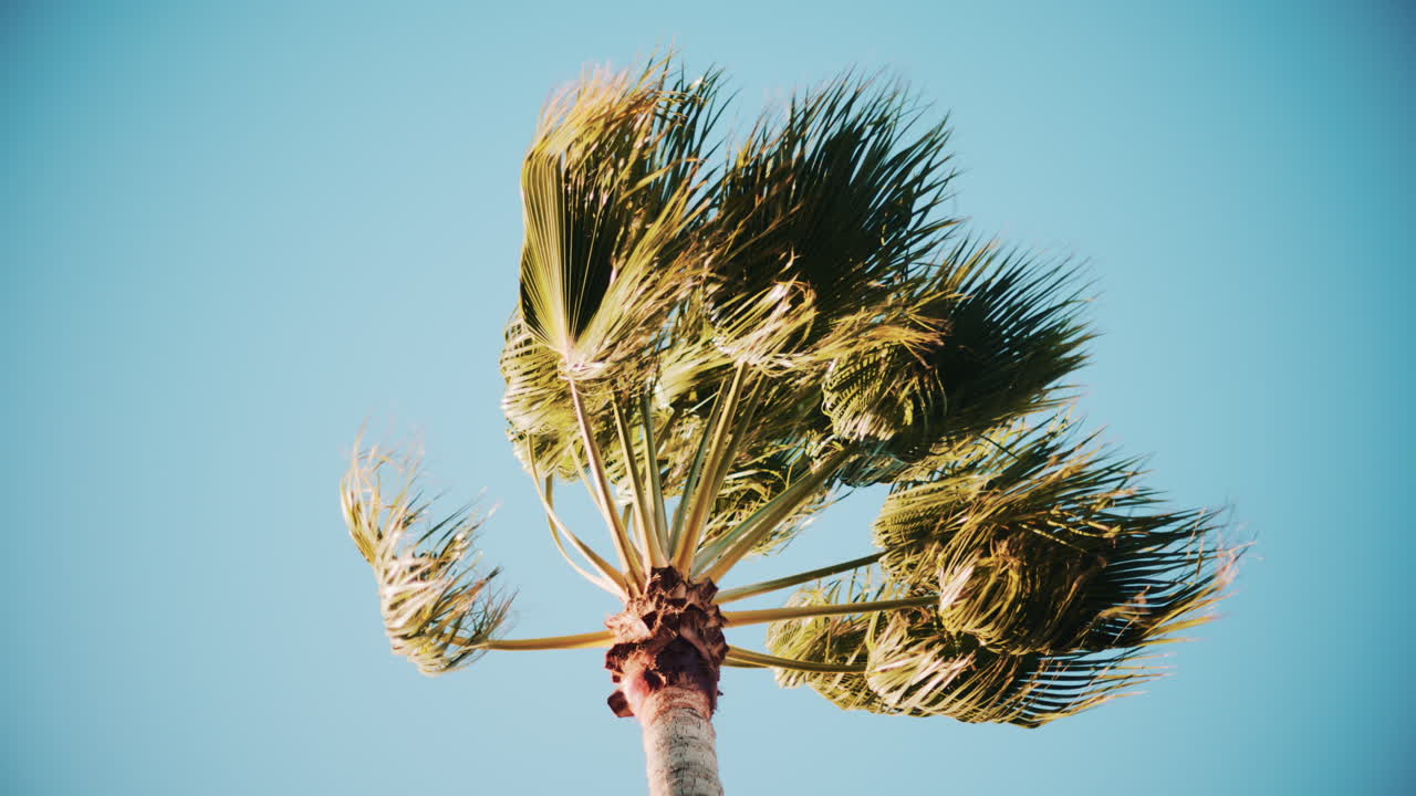 Close ip of fresh green palm leaves swaying gently in daylight
