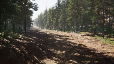 Sendero-Colorado-Entre-Los-Pinos-Con-Las-Montañas