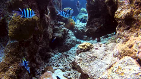 school of indo-pacific sergeant swimming through rock formation to see tomato clownfish