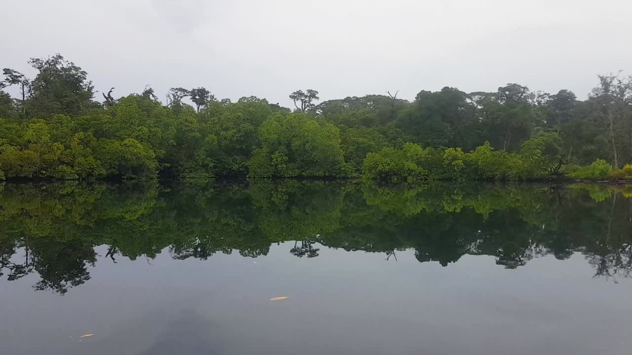 Traveling along coastal landscape of mangrove forests and trees in boat in remote Solomon Islands, South Pacific