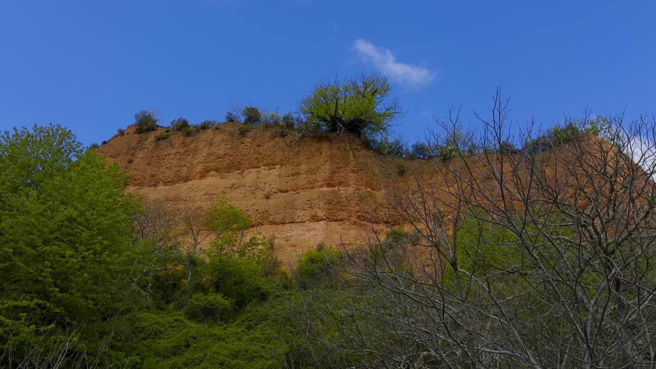 Beautiful Golden Hill With Plants Surrounded By Vegetation Behind Dead Tree
