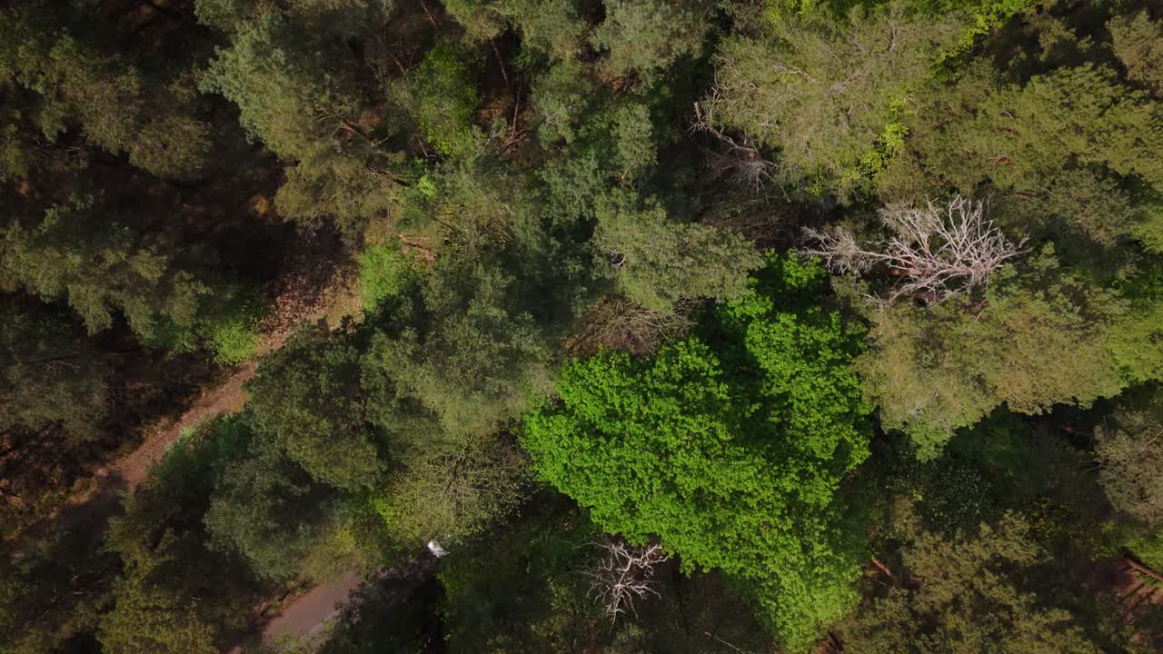 la línea de árboles del bosque inglés fue filmada por un dron.