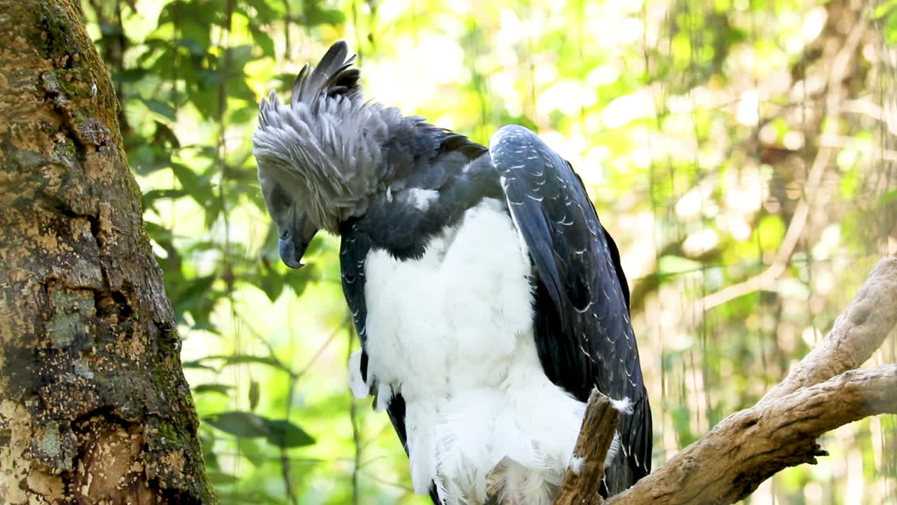 하피 독수리는 독수리의 신열대 종입니다