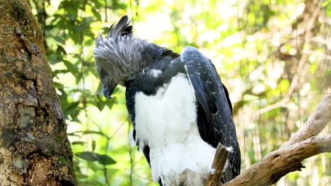 el águila arpía es una especie neotropical de águila
