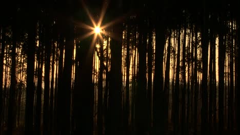 Forests-of-Southern-Africa,-Eucalyptas