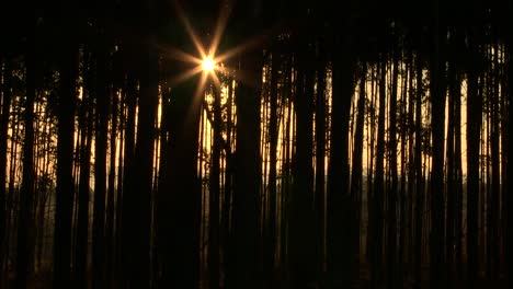 bosques del sur de áfrica, eucaliptos