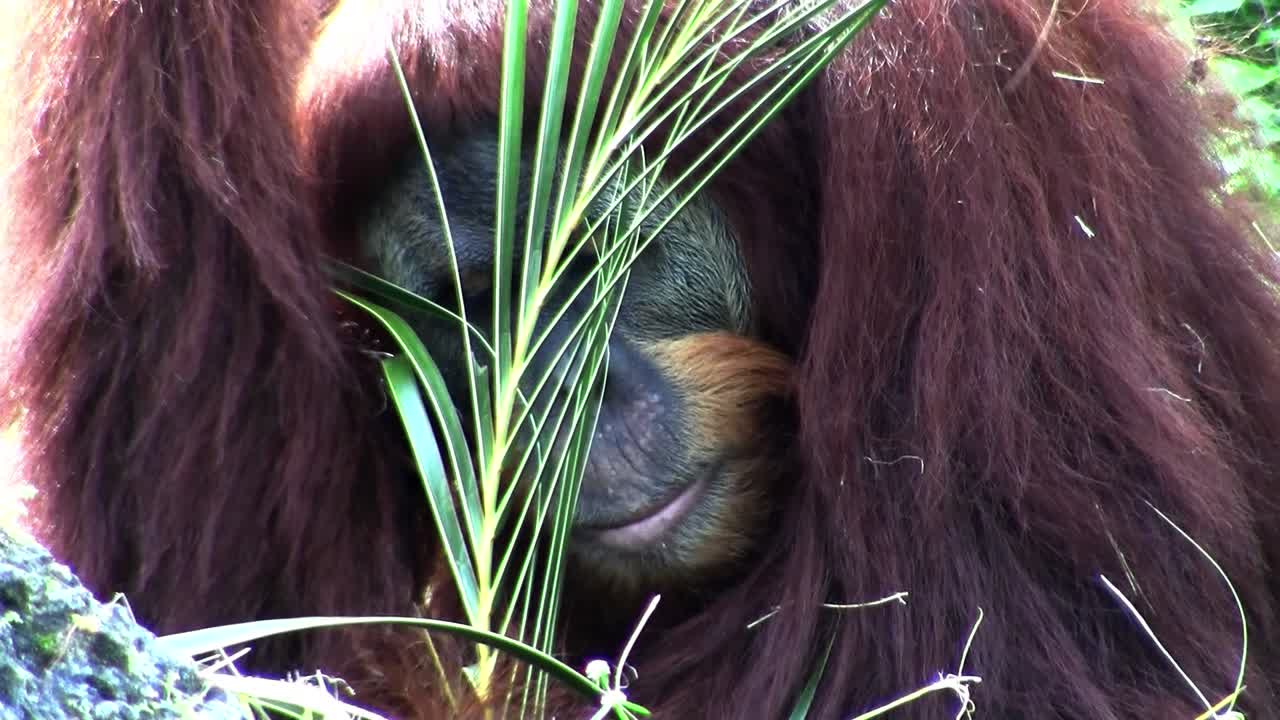 un orangután descansa en el suelo del bosque comiendo hojas de palma