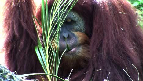 an orangutan lounges on the forest floor eating palm fronds