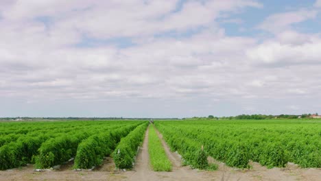 Hileras-De-Campos-Agrícolas-De-Cultivos-Verdes-En-Trípode-Con-Cielos-Nublados-En-El-Sur-De-Florida