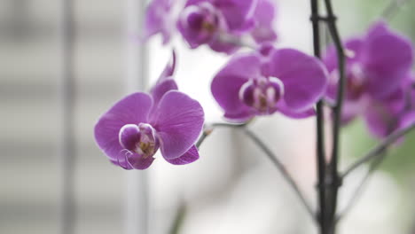 panorama of orchids in a vase