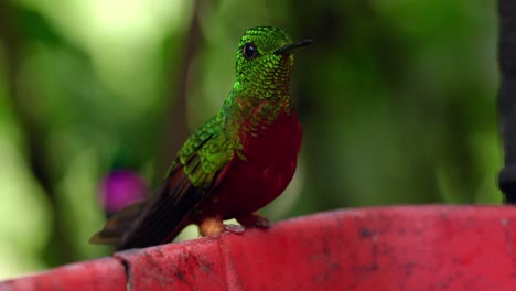 Un-Colibrí-Iridiscente-Mira-A-Su-Alrededor-Mientras-Bebe-Agua-Azucarada-En-Un-Bosque-En-Ecuador,-Sudamérica.