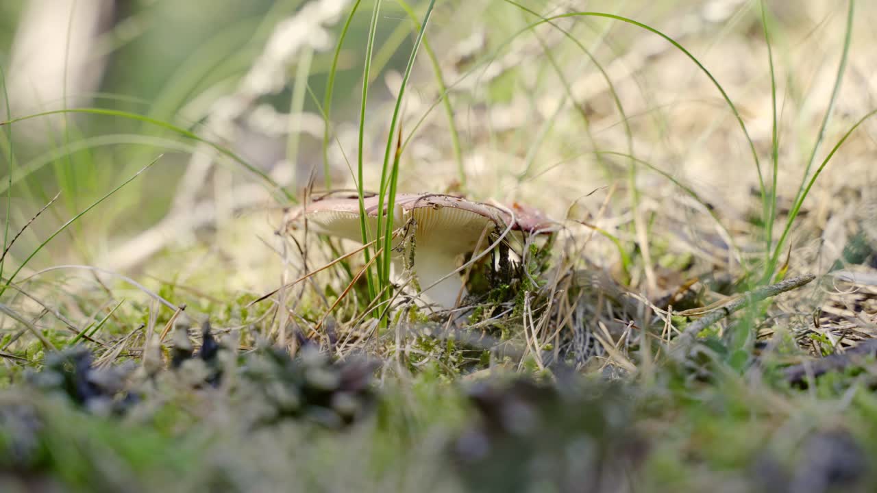 Harvesting mushrooms in a forest