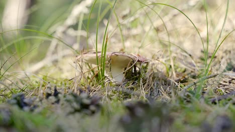 harvesting mushrooms in a forest