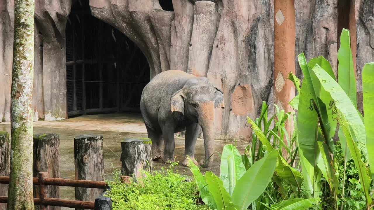 elefante en el zoológico