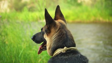 alert german shepherd dog sitting on lush river bank, waiting obediently