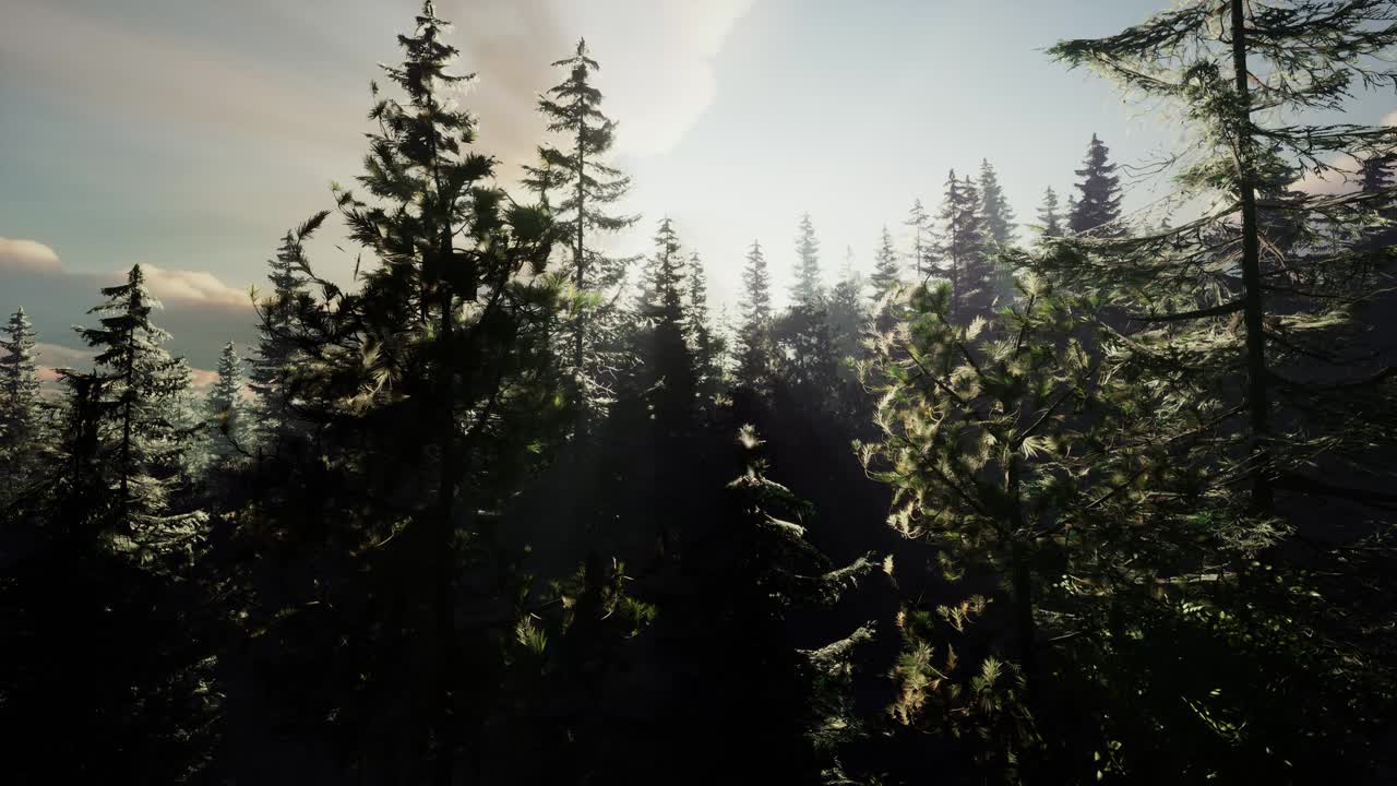 건강 한 숲 에 있는 초록색 나무 들