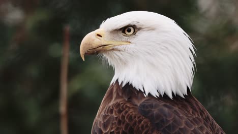 bald eagle closeup face eye