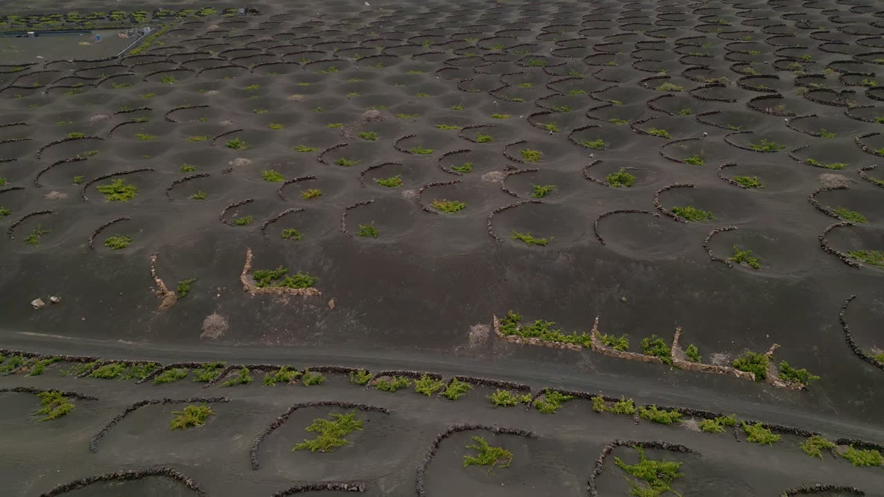 Aerial View of Unique Volcanic Vineyards in Lanzarote, Canary Islands