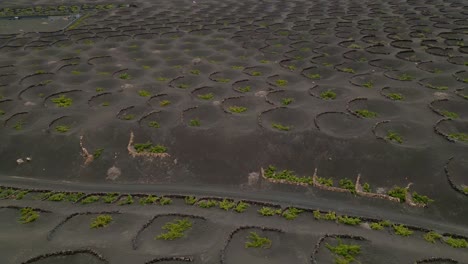 Aerial View of Unique Volcanic Vineyards in Lanzarote, Canary Islands