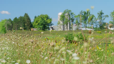 flowers in front of silos on wisconsin farmland blowing in the wind