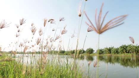 Nahaufnahmen-Von-Grasblumen,-Die-Neben-Dem-Fluss-Im-Wind-Wehen