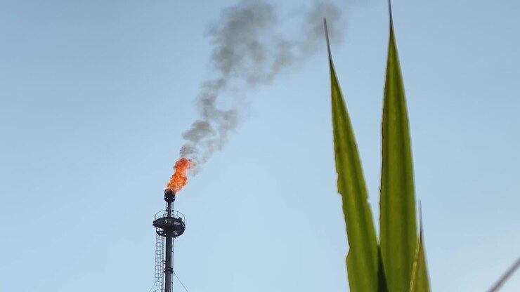 Ripresa teleobiettivo di industria di gas flaring in fiamme in contrasto con pianta verde lussureggiante
