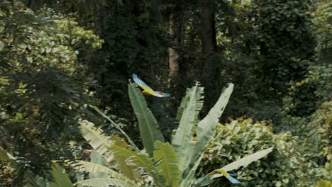 Great-Green-Macaw-parrots-flying-in-the-air-during-sunny-day-in-jungle,-close-up-track-shot