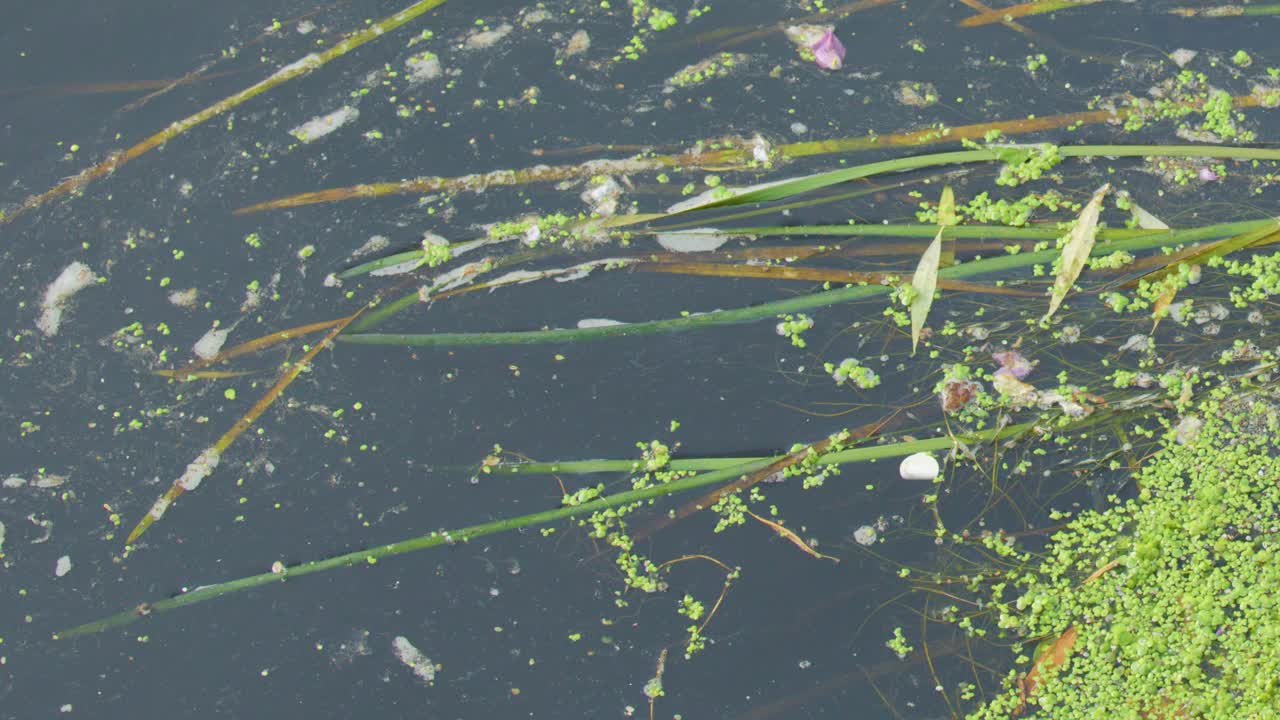 Bright green duckweed and algae gradually cover river water, floating among debris and aquatic plants