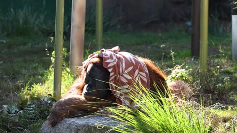 orangutan relaxing with a blanket in the zoo