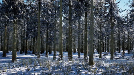 winter forest landscape on a sunset