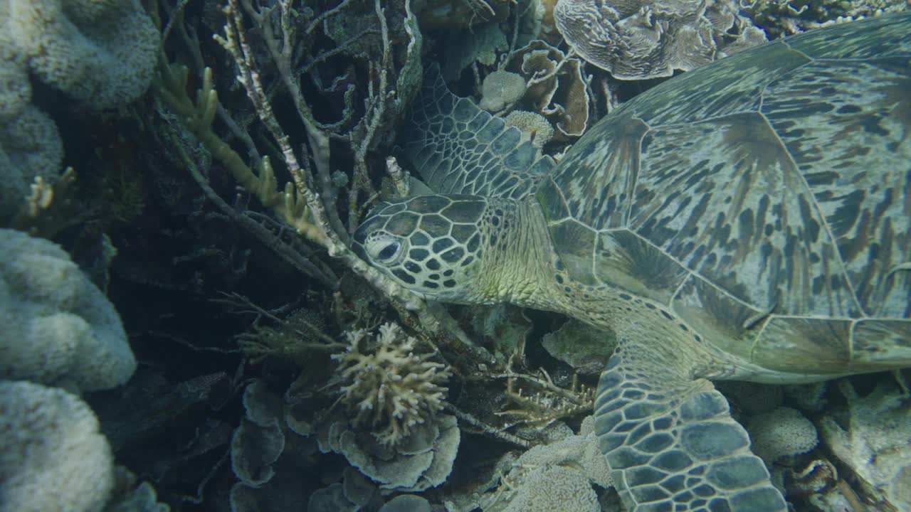 Close up shot of sea turtle resting underwater between plants and corals