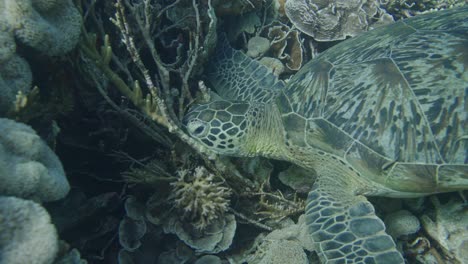 Close-up-shot-of-sea-turtle-resting-underwater-between-plants-and-corals