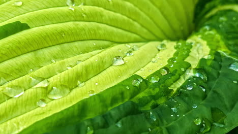 macro shot of green leaf surface with fresh water droplets after rainfall