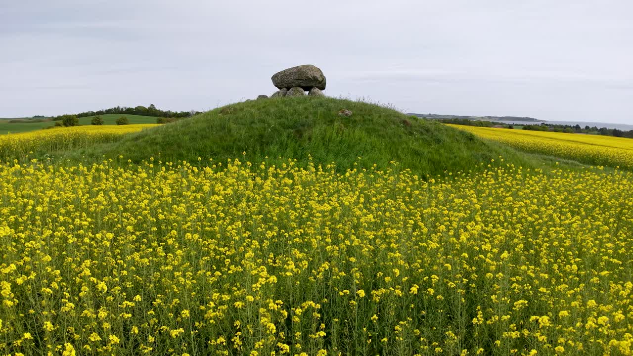 Ancient burial mound rises above blooming yellow rapeseed fields in the Danish countryside