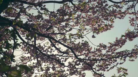 wide shot of cherry blossoms in full bloom backlit by the sun slow motion