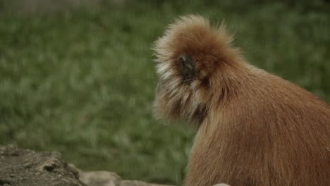 yellow golden monkey turns around to follow a partner, asia