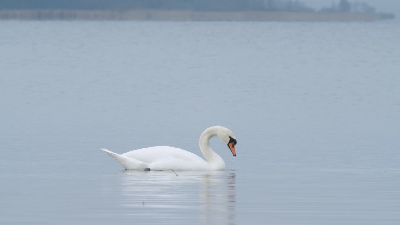 cisne mudo salvaje comiendo hierba primer plano submarino en día nublado